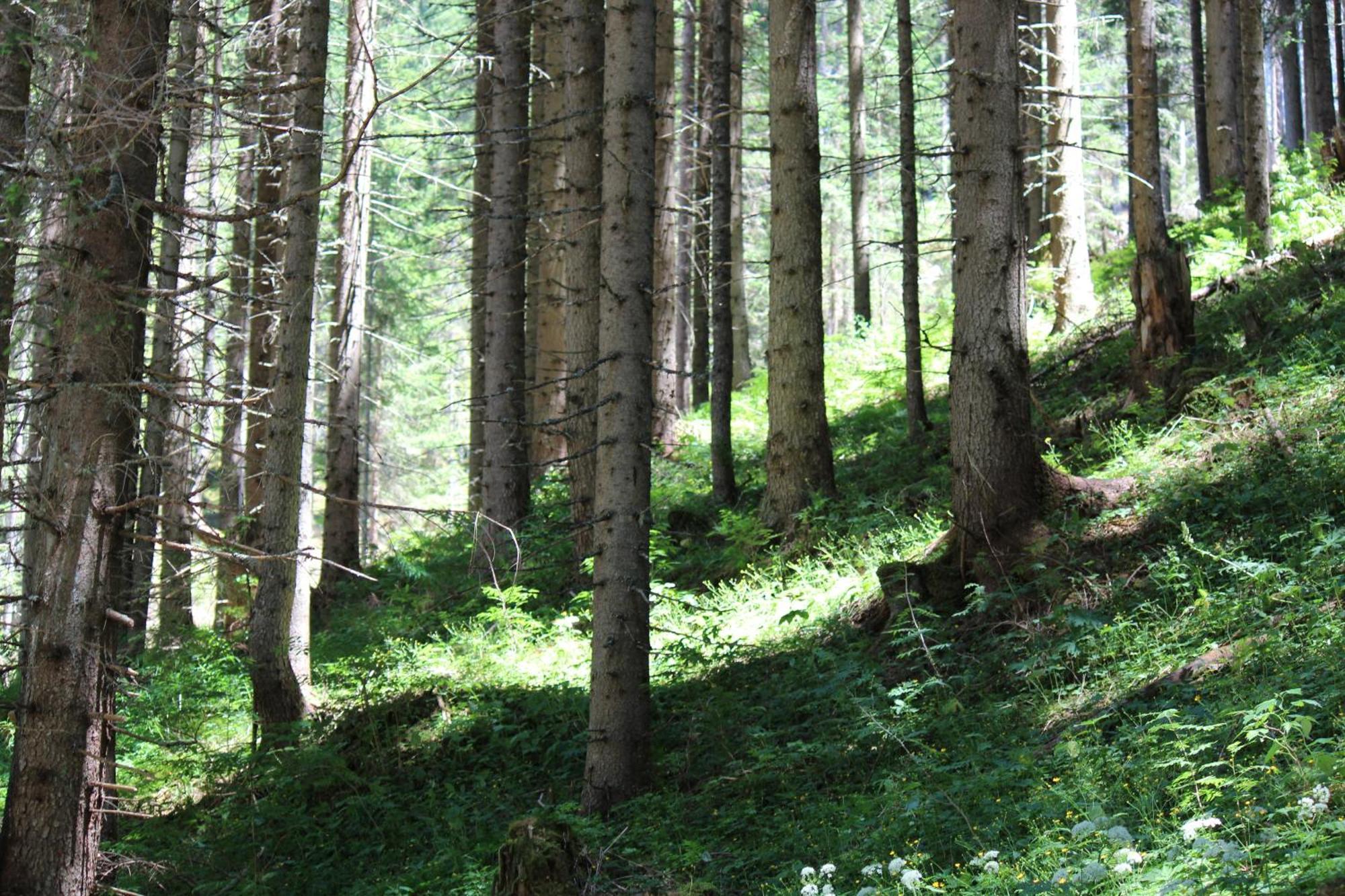 Berghotel Zum Zirm Collalbo Esterno foto